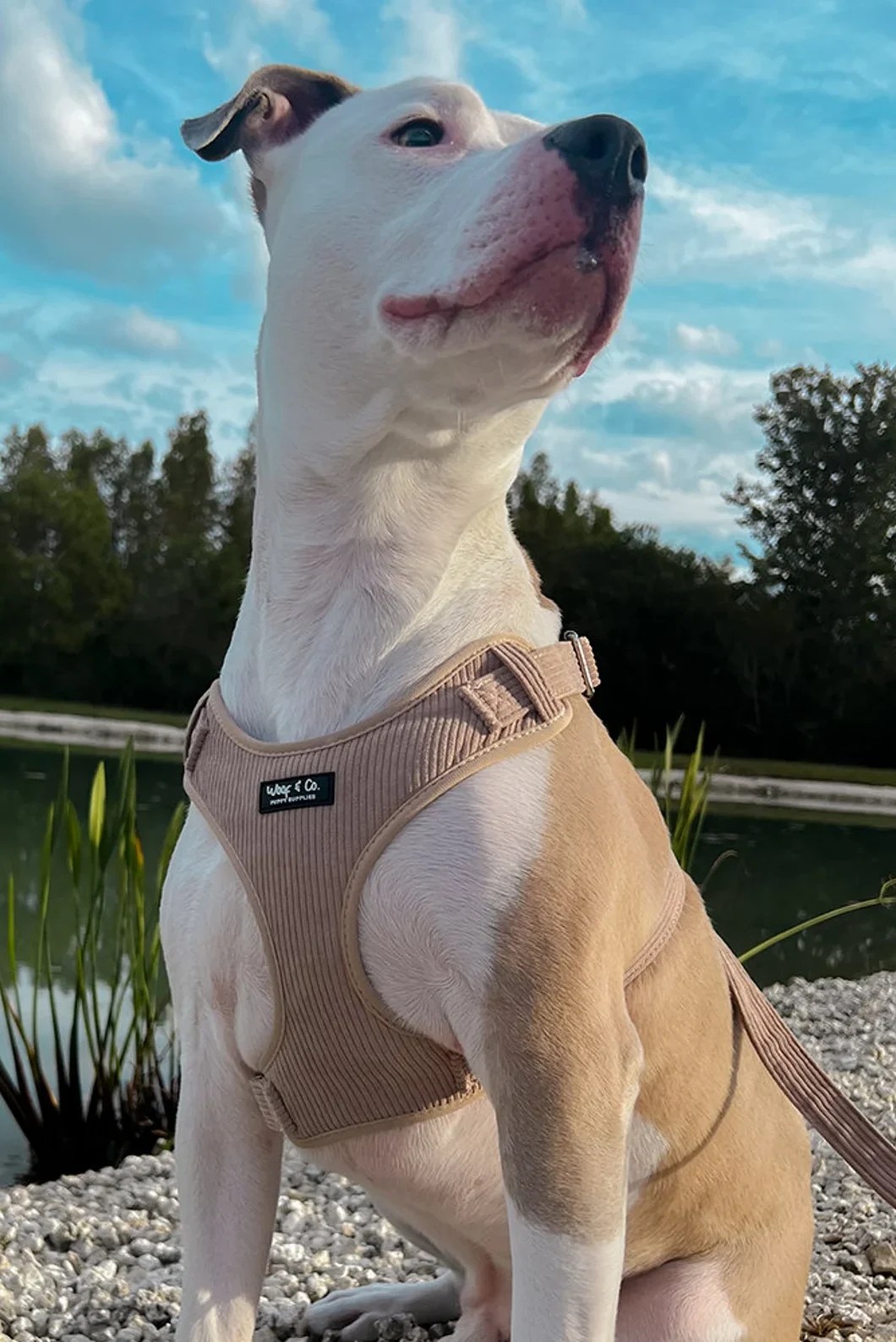 Cocoa Corduroy Dog Harness Set: No-Pull, Leash & Poop Bag